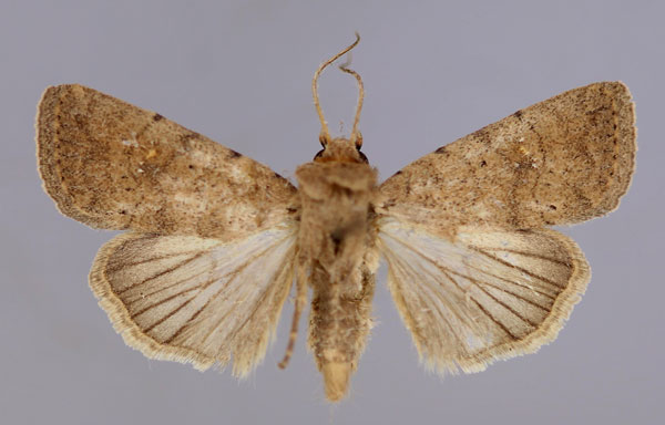 /filer/webapps/moths/media/images/P/pigra_Athetis_A_RMCA_01.jpg