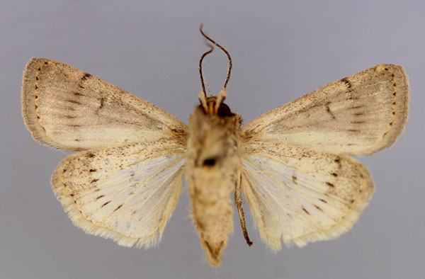 /filer/webapps/moths/media/images/P/pigra_Athetis_A_RMCA_02.jpg