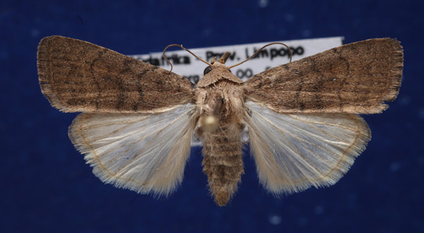 /filer/webapps/moths/media/images/P/pigra_Athetis_A_Schellhorn.jpg