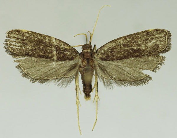 /filer/webapps/moths/media/images/P/pileata_Thubdora_HT_SDEI.jpg