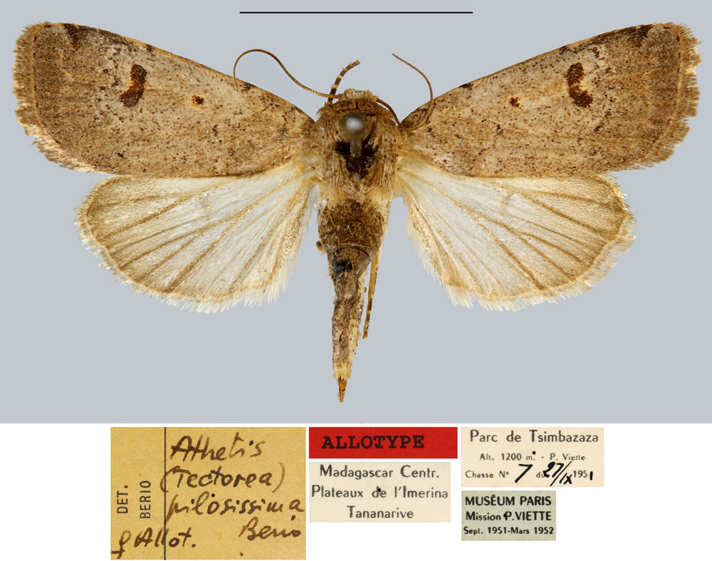 /filer/webapps/moths/media/images/P/pilosissima_Athetis_AT_MNHN.jpg