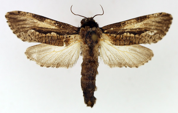 /filer/webapps/moths/media/images/P/pindarus_Aethalopteryx_AF_TMSA.jpg