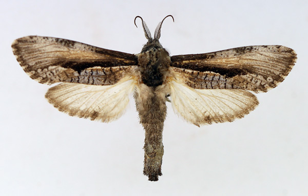 /filer/webapps/moths/media/images/P/pindarus_Aethalopteryx_AM_TMSA.jpg