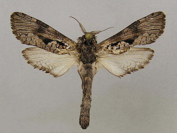 /filer/webapps/moths/media/images/P/pindarus_Aethalopteryx_A_MWM.jpg