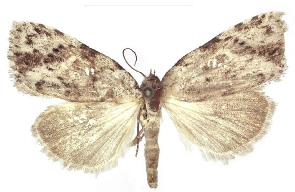 /filer/webapps/moths/media/images/P/pindura_Ezishnola_HT_RMNH.jpg