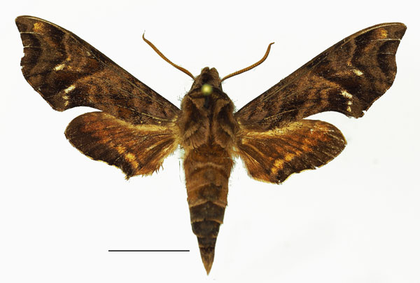 /filer/webapps/moths/media/images/P/pindurensis_Temnora_AM_Basquina.jpg