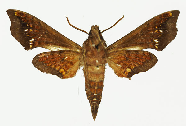 /filer/webapps/moths/media/images/P/pindurensis_Temnora_AM_Basquinb.jpg