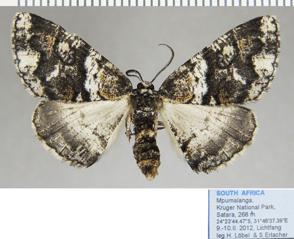 /filer/webapps/moths/media/images/P/pinguis_Phthonandria_AF_ZSM_01.jpg