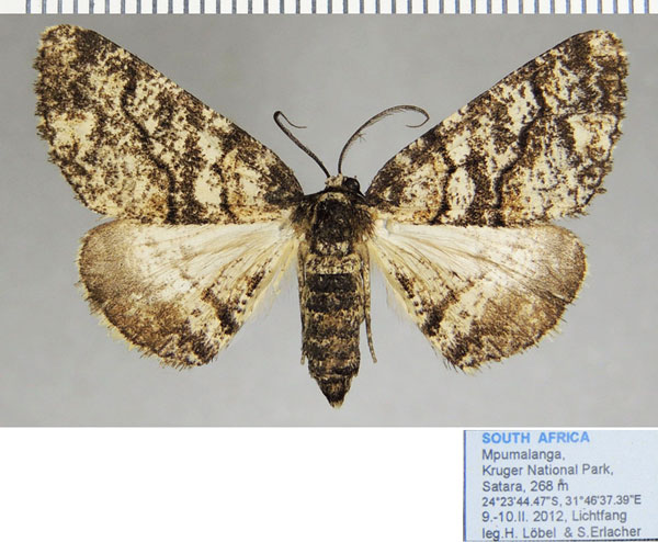 /filer/webapps/moths/media/images/P/pinguis_Phthonandria_AF_ZSM_02.jpg