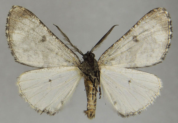 /filer/webapps/moths/media/images/P/pinguis_Phthonandria_AM_ZSMb.jpg