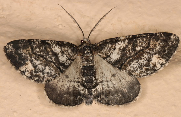/filer/webapps/moths/media/images/P/pinguis_Phthonandria_A_Heyns_01.jpg