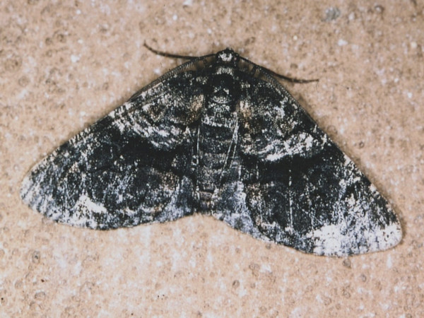 /filer/webapps/moths/media/images/P/pinguis_Phthonandria_A_Roland.jpg