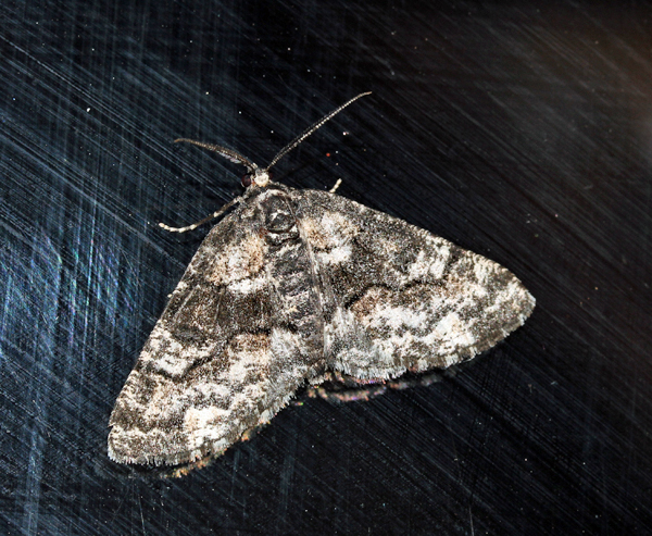 /filer/webapps/moths/media/images/P/pinguis_Phthonandria_A_Roland_01.jpg
