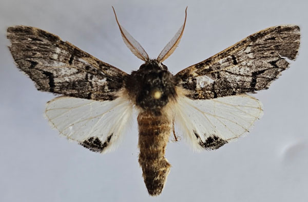/filer/webapps/moths/media/images/P/pinheyi_Atrasana_AM_Butler.jpg
