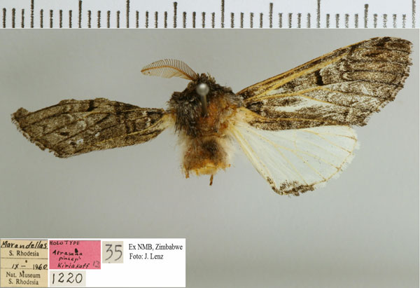 /filer/webapps/moths/media/images/P/pinheyi_Atrasana_HT_NMB.jpg