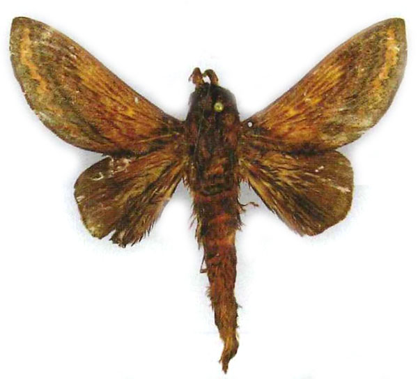 /filer/webapps/moths/media/images/P/pinheyi_Cheligium_PTM_ZSM.jpg
