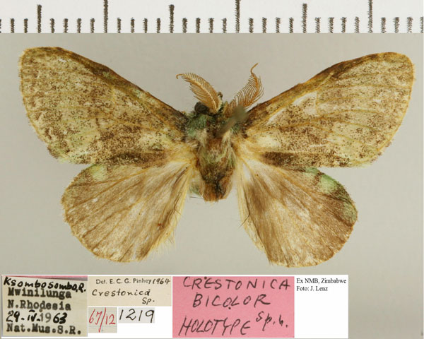 /filer/webapps/moths/media/images/P/pinheyi_Crestonica_HT_NMB.jpg