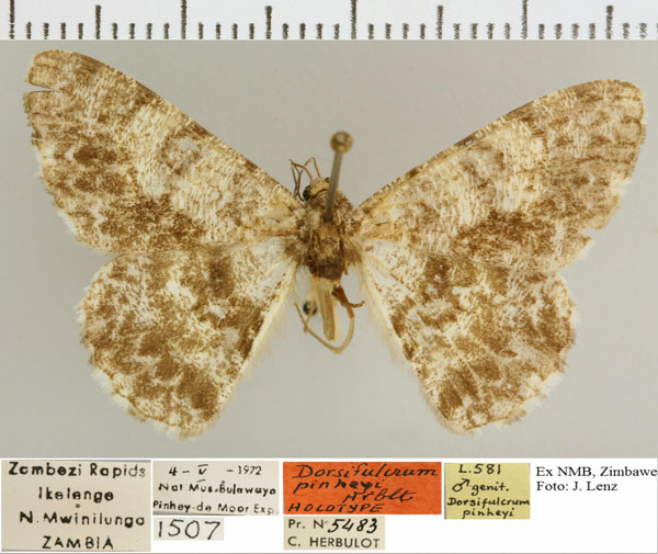 /filer/webapps/moths/media/images/P/pinheyi_Dorsifulcrum_HT_NMB.jpg