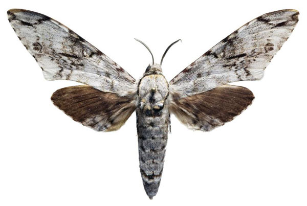 /filer/webapps/moths/media/images/P/pinheyi_Macropoliana_AM_AMUP.jpg
