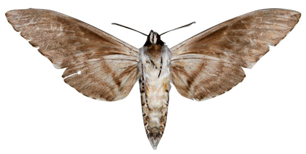 /filer/webapps/moths/media/images/P/pinheyi_Macropoliana_HT_SMCRb.jpg
