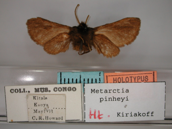/filer/webapps/moths/media/images/P/pinheyi_Metarctia_HT_RMCA_02.jpg