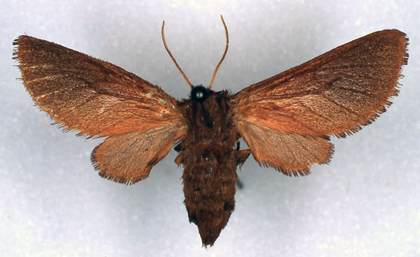 /filer/webapps/moths/media/images/P/pinheyi_Metarctia_PT_RMCA_01.jpg