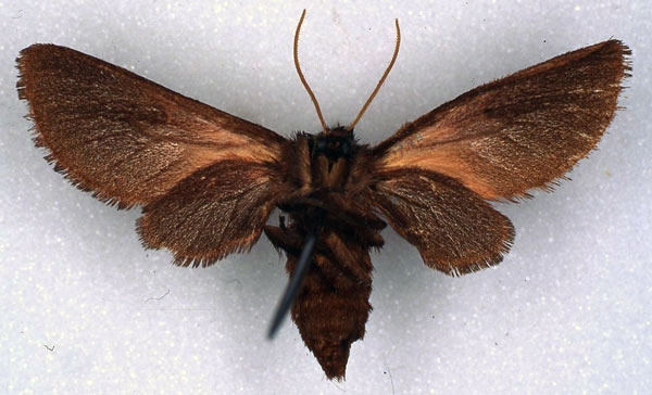/filer/webapps/moths/media/images/P/pinheyi_Metarctia_PT_RMCA_02.jpg