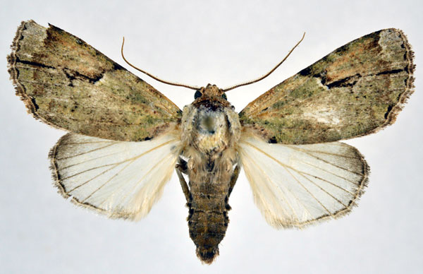 /filer/webapps/moths/media/images/P/pinheyi_Tanocryx_A_NHMO.jpg