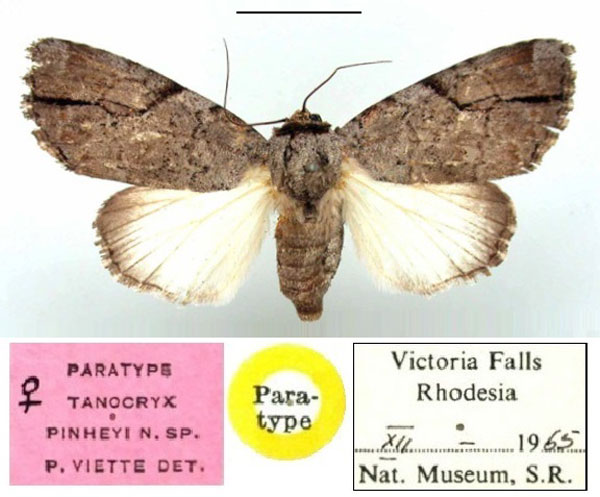 /filer/webapps/moths/media/images/P/pinheyi_Tanocryx_PT_BMNH.jpg