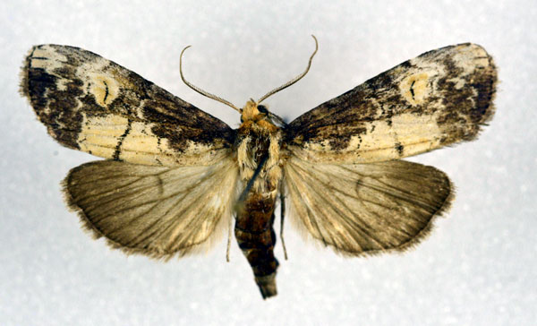 /filer/webapps/moths/media/images/P/pinheyi_Thacona_A_NHMO.jpg