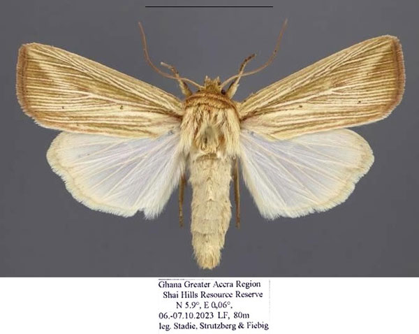 /filer/webapps/moths/media/images/P/pinna_Leucania_AF_Stadie.jpg