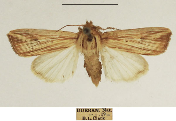 /filer/webapps/moths/media/images/P/pinna_Leucania_AF_TMSA_01.jpg