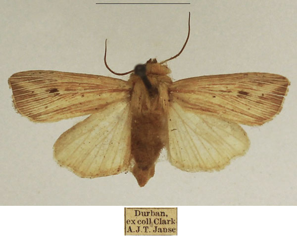 /filer/webapps/moths/media/images/P/pinna_Leucania_AF_TMSA_02.jpg