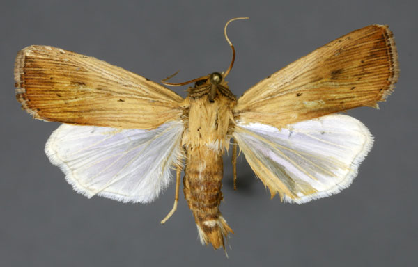 /filer/webapps/moths/media/images/P/pinna_Leucania_AM_ISEA.jpg