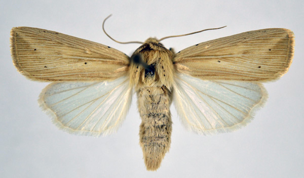 /filer/webapps/moths/media/images/P/pinna_Leucania_AM_NHMO.jpg