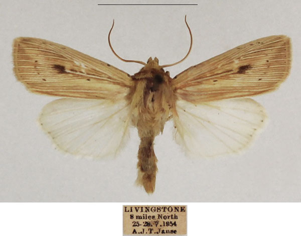 /filer/webapps/moths/media/images/P/pinna_Leucania_AM_TMSA_02.jpg