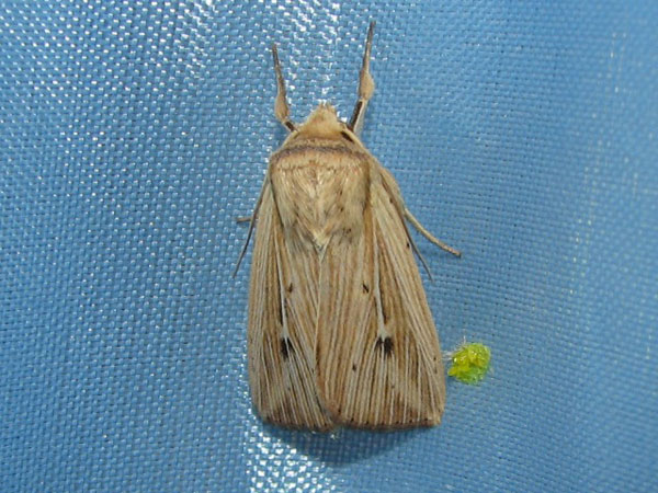 /filer/webapps/moths/media/images/P/pinna_Leucania_A_Goff.jpg