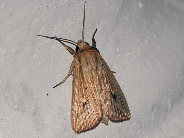 /filer/webapps/moths/media/images/P/pinna_Leucania_A_Jorpeland.jpg