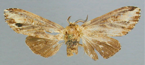 /filer/webapps/moths/media/images/P/pinto_Eurystauridia_AT_RMCA.jpg