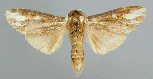 /filer/webapps/moths/media/images/P/pinto_Eurystauridia_A_RMCA.jpg