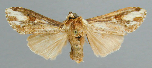 /filer/webapps/moths/media/images/P/pinto_Eurystauridia_HT_RMCA.jpg