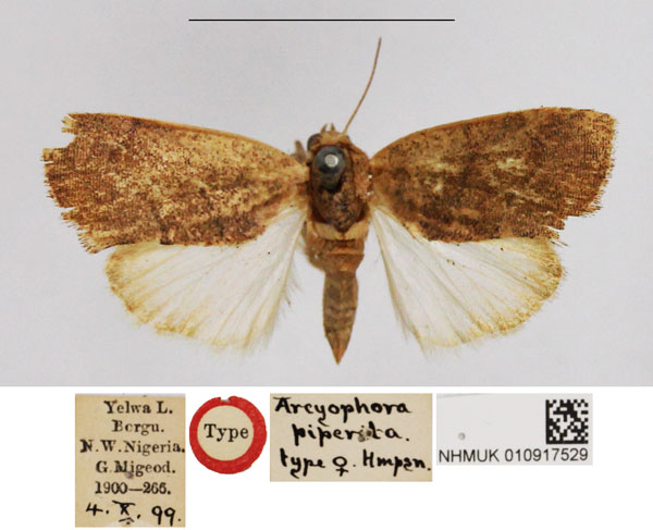 /filer/webapps/moths/media/images/P/piperita_Arcyophora_HT_NHMUK.jpg