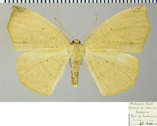 /filer/webapps/moths/media/images/P/piperita_Epigynopteryx_AF_ZSM.jpg