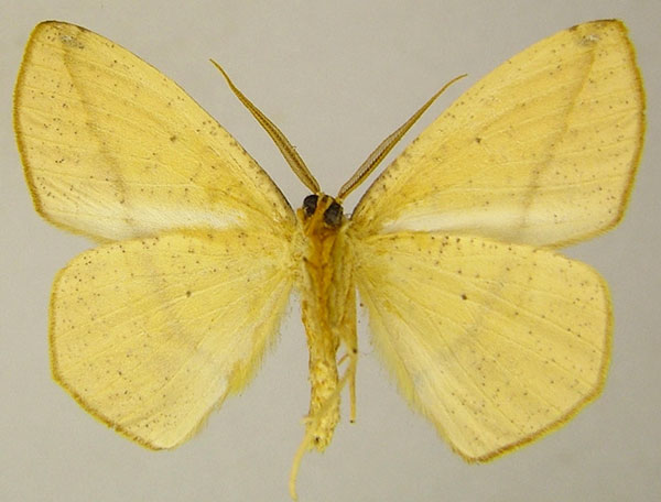 /filer/webapps/moths/media/images/P/piperita_Epigynopteryx_AM_ZSMb.jpg