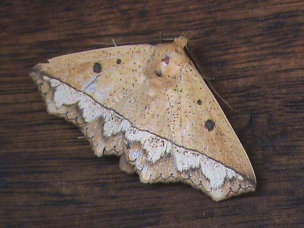 /filer/webapps/moths/media/images/P/piperita_Gonioscia_A_Guyonneta_01.jpg