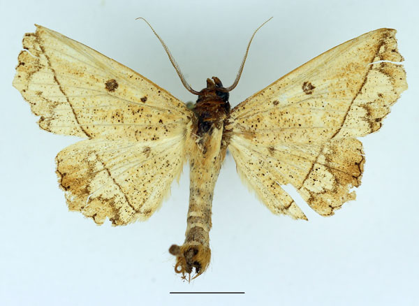 /filer/webapps/moths/media/images/P/piperita_Gonoscia_AM_Aulombard.jpg