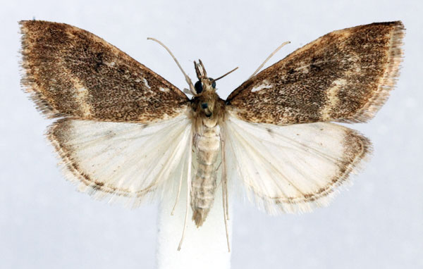 /filer/webapps/moths/media/images/P/piperitalis_Anania_AM_Agassiz.jpg