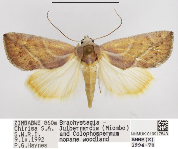 /filer/webapps/moths/media/images/P/piperitella_Neaxestis_AF_NHMUK.jpg