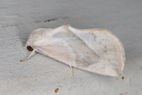 /filer/webapps/moths/media/images/P/piperitella_Neaxestis_A_Heyns_01.JPG