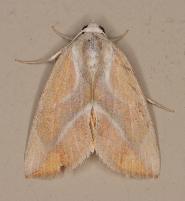 /filer/webapps/moths/media/images/P/piperitella_Neaxestis_A_Heyns_02.jpg